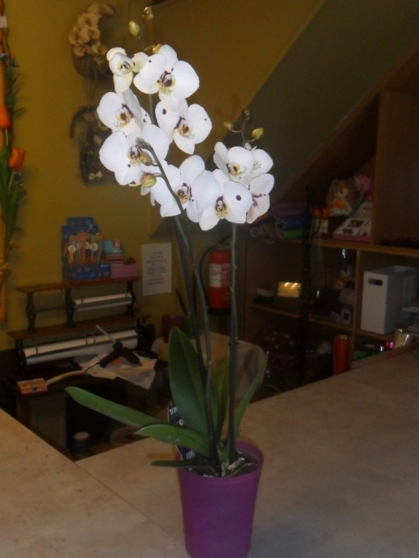 planta de orquídea